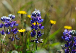 close up blues